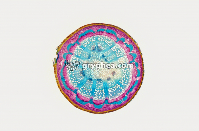 Tige de Hêtre CT x7 - gryphea.com